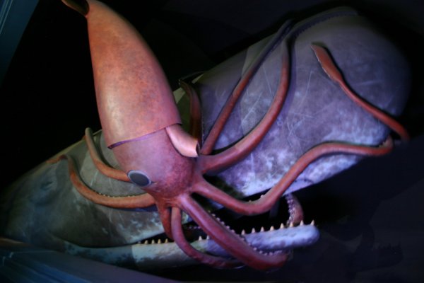 Kraken kraken link24 info
