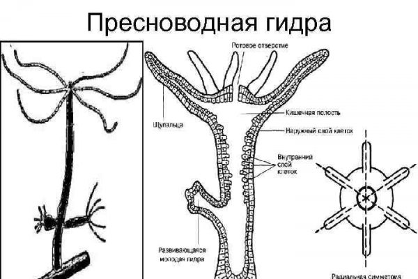 Ссылка на kraken at