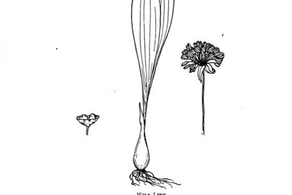 Как вывести с кракена